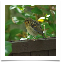 C Beesley - 10 - Baby Robin - Chris Beesley